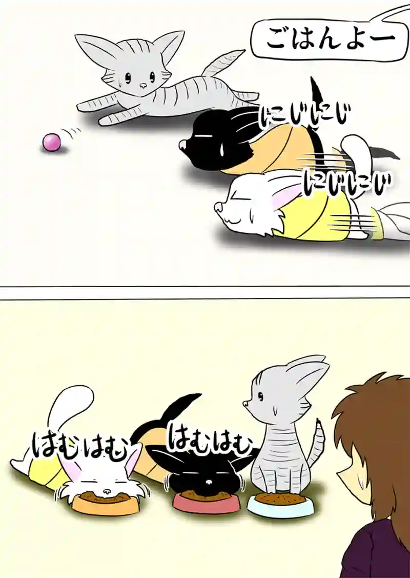ミーのおもちゃ箱 第1005話～第1010話