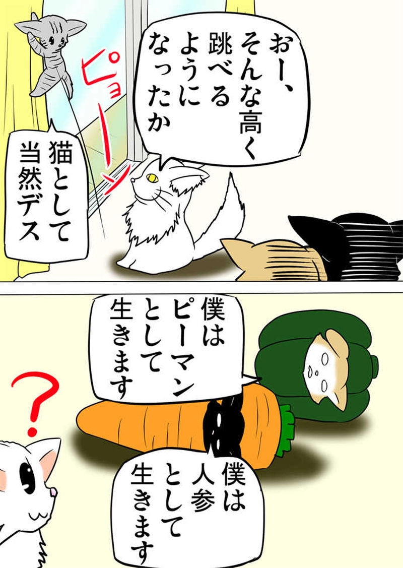 ミーのおもちゃ箱２４３話