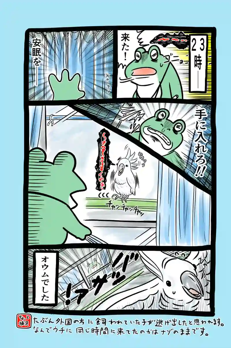 急に来てすぐカエル(44)