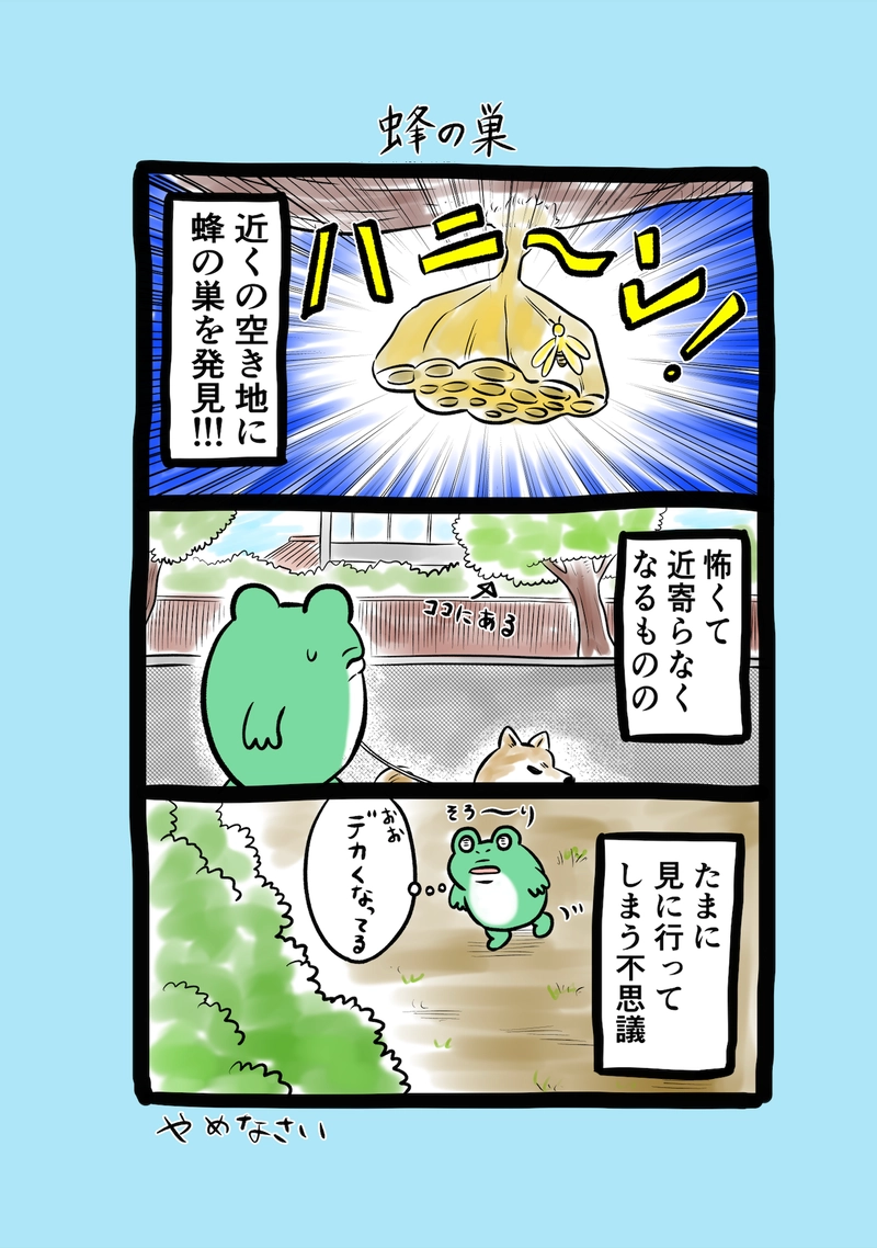 急に来てすぐカエル(301)