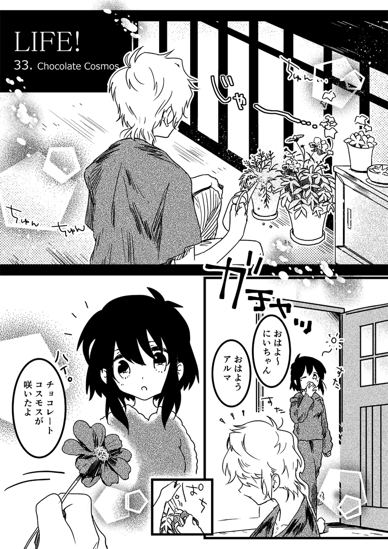 33. Chocolate Cosmos