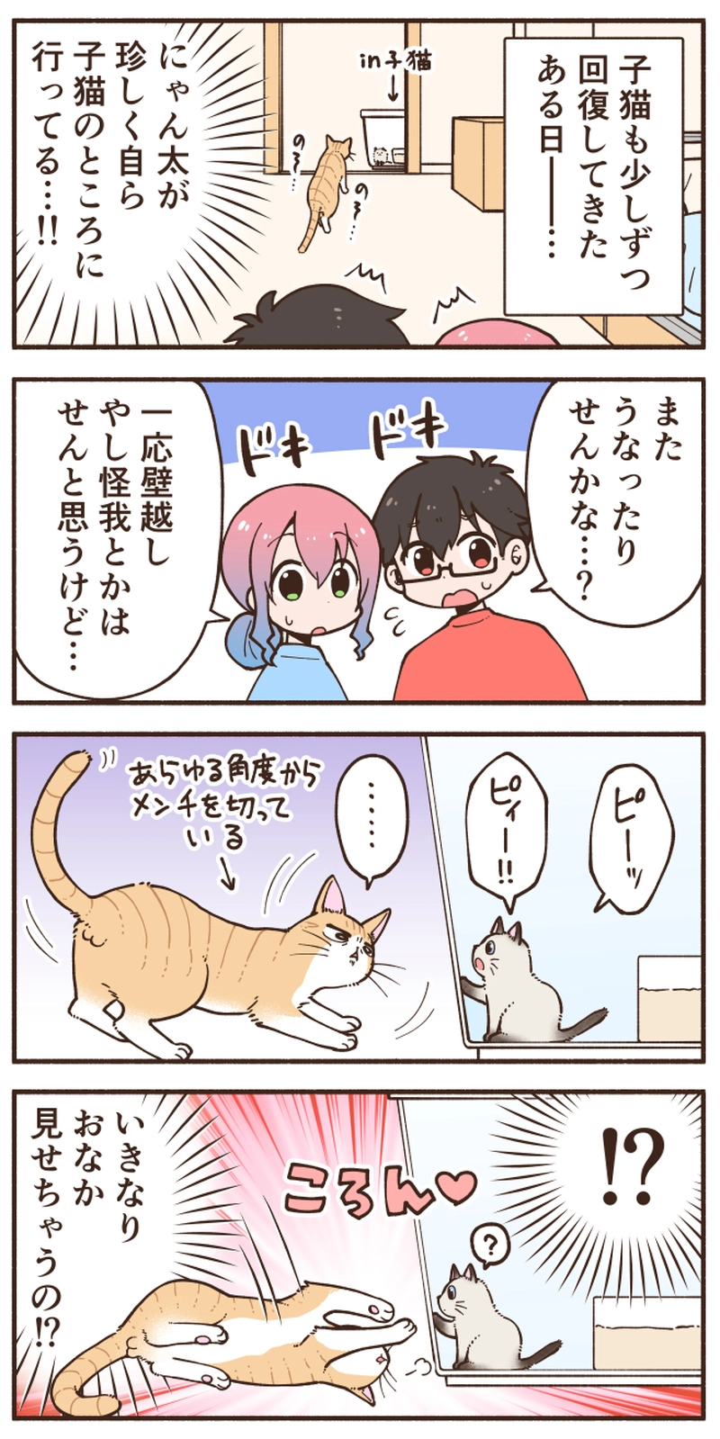 先住猫による入居審査【このちゃん④】