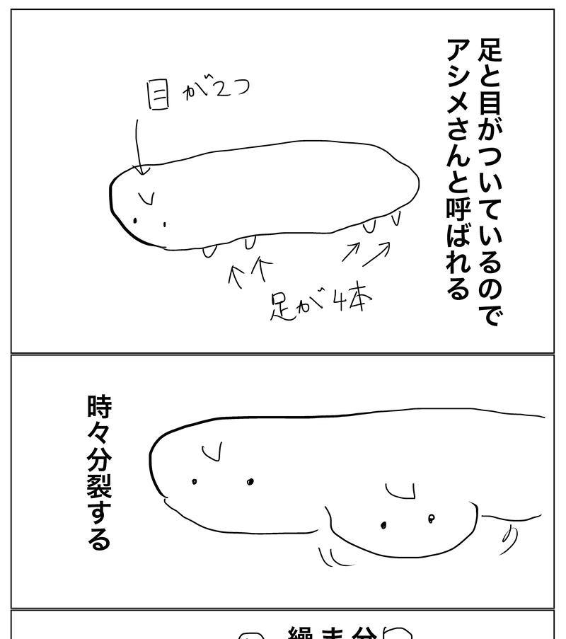 エピソード3：分裂に困ったアシメさん