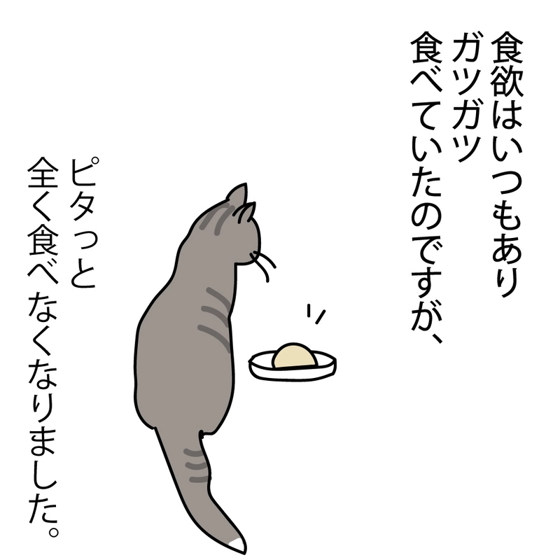 第2話 17才老猫　ニューヨーク闘病日記