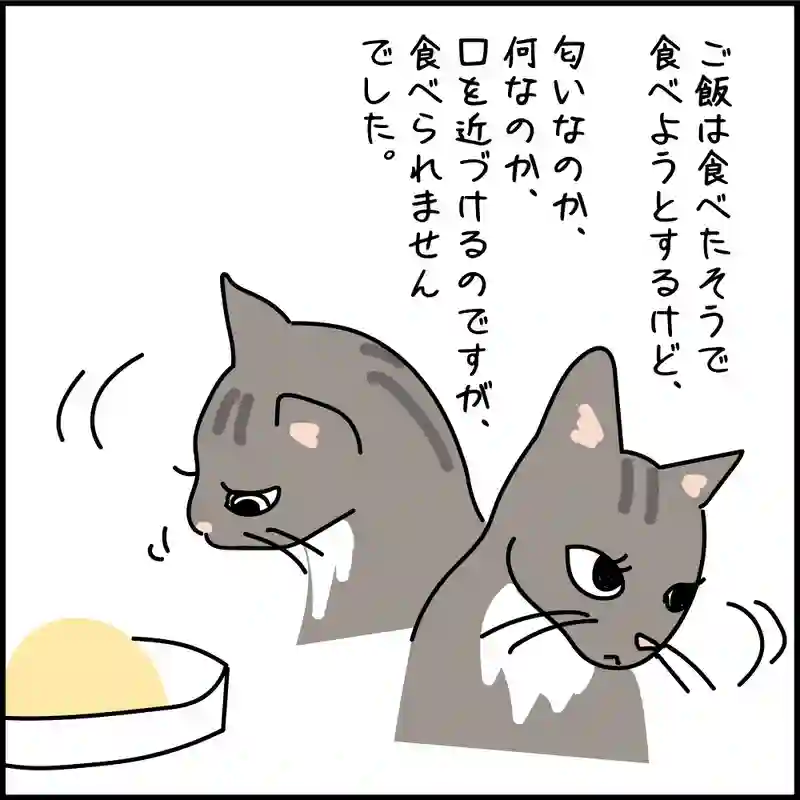 第6話 17才老猫　ニューヨーク闘病日記
