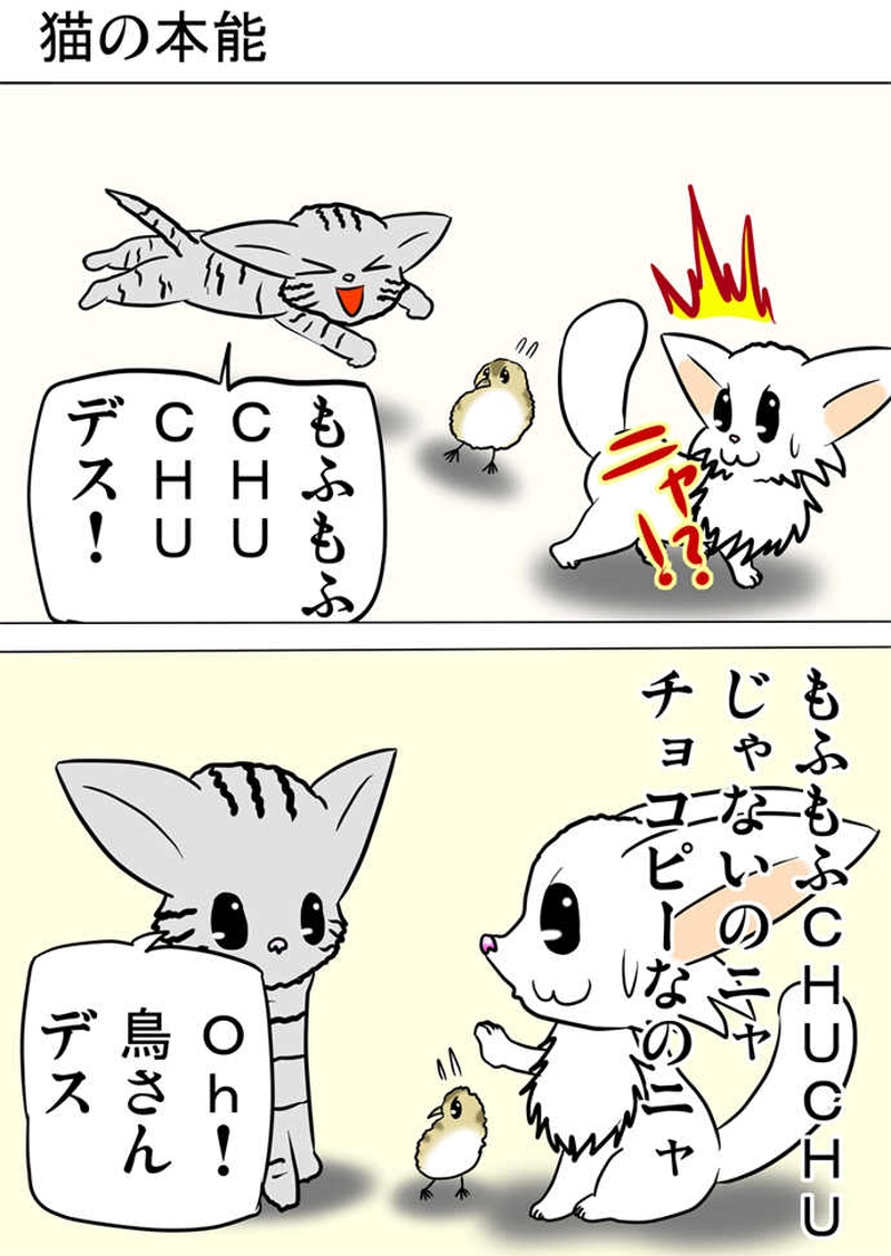 ミーのおもちゃ箱２１８話