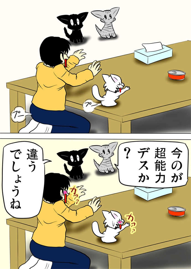 ミーのおもちゃ箱３１５話