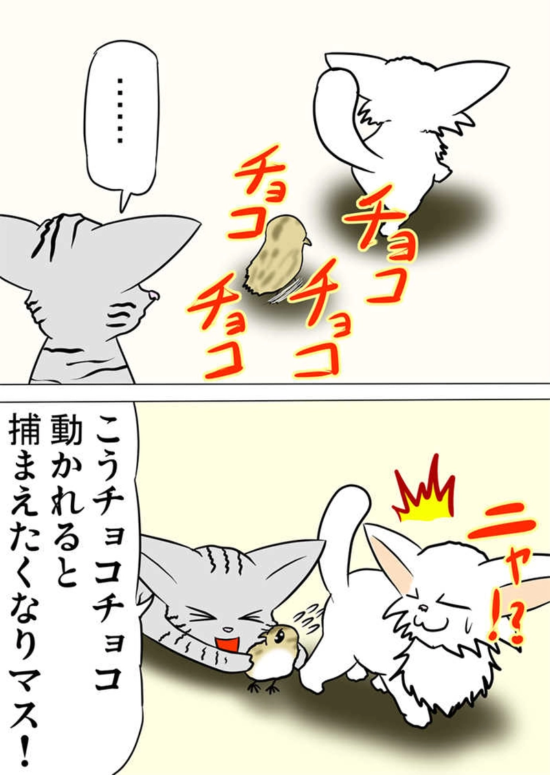 ミーのおもちゃ箱２１８話