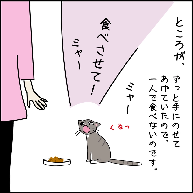 第10話 17才老猫　ニューヨーク闘病日記