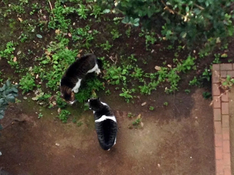 【普通】ポチもピアノが弾けたなら