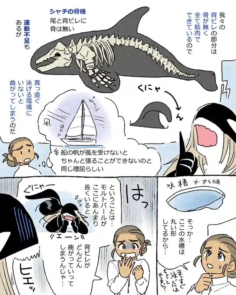 モルトバール８