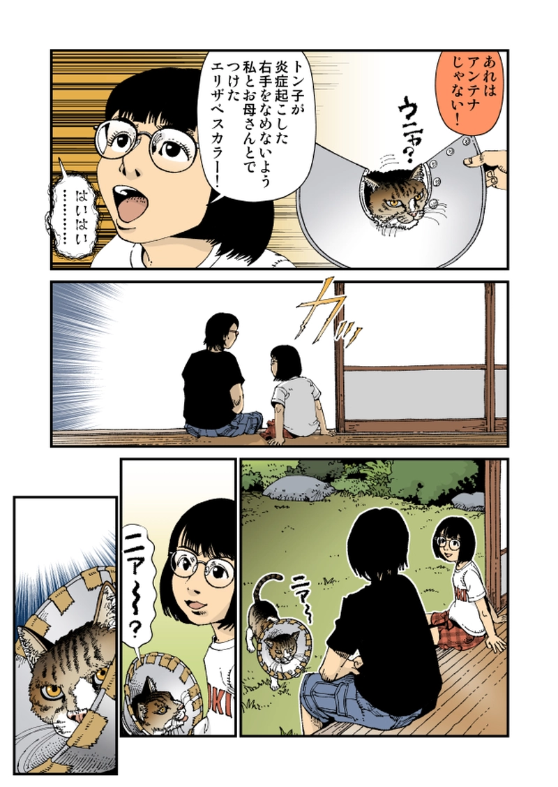 【StoF】Parabola Antenna Cat