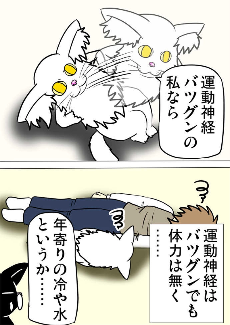 ミーのおもちゃ箱４９５話