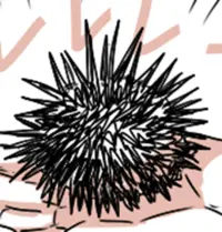 ウニ君