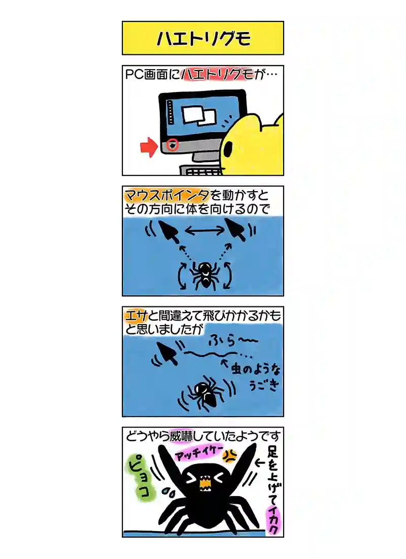 ハエトリグモ