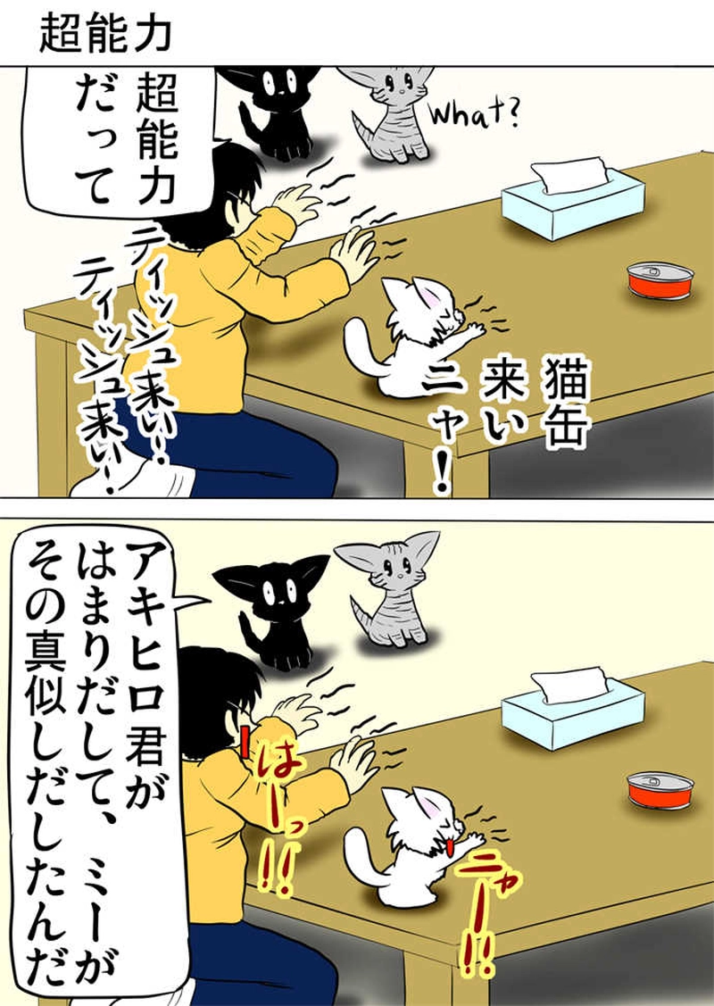 ミーのおもちゃ箱３１５話