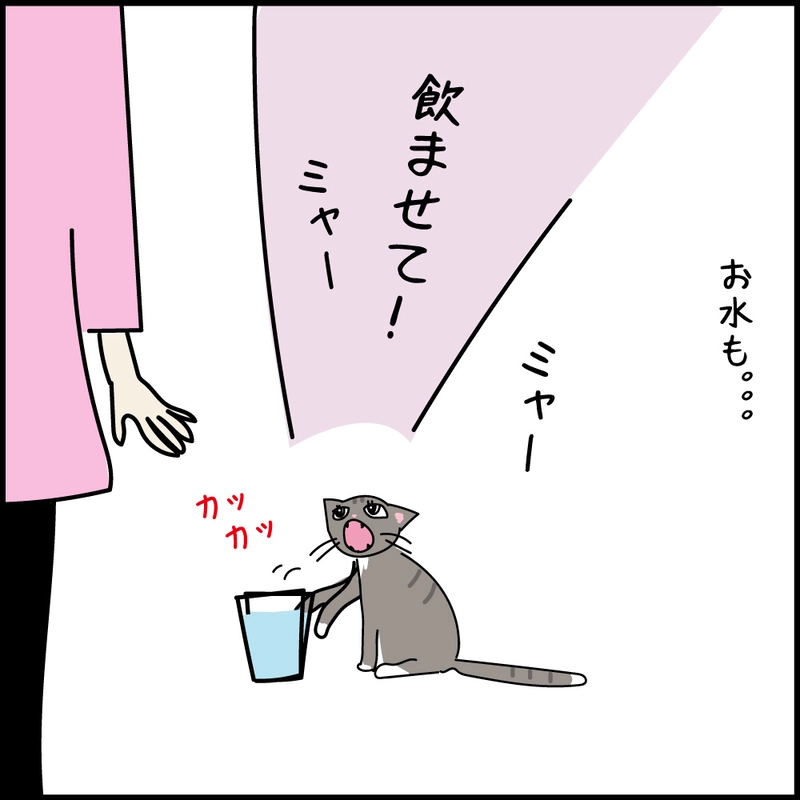 第10話 17才老猫　ニューヨーク闘病日記