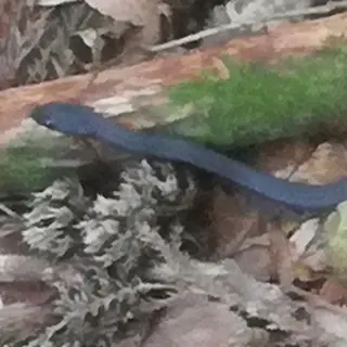 靴ひもみたいな黒いへび