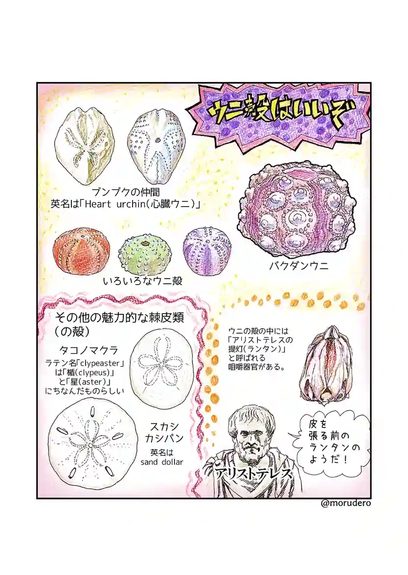 リュウちゃんの脚